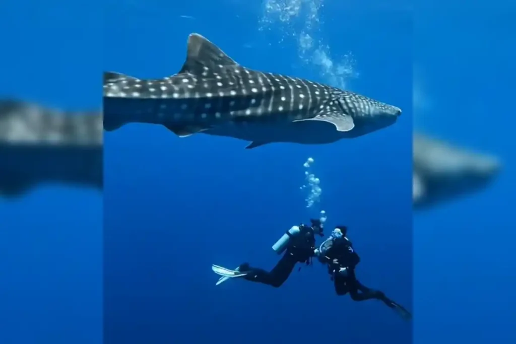 Pesona wisata laut di Teluk Saleh, Kabupaten Dompu, Nusa Tenggara Barat, kian mencuri perhatian. Kawasan ini disebut-sebut sebagai salah satu destinasi penyelaman terbaik dengan keindahan bawah laut yang masih alami dan kaya biota.