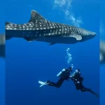 Pesona wisata laut di Teluk Saleh, Kabupaten Dompu, Nusa Tenggara Barat, kian mencuri perhatian. Kawasan ini disebut-sebut sebagai salah satu destinasi penyelaman terbaik dengan keindahan bawah laut yang masih alami dan kaya biota.