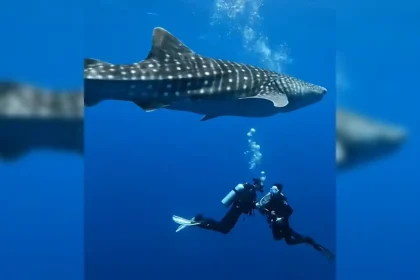 Pesona wisata laut di Teluk Saleh, Kabupaten Dompu, Nusa Tenggara Barat, kian mencuri perhatian. Kawasan ini disebut-sebut sebagai salah satu destinasi penyelaman terbaik dengan keindahan bawah laut yang masih alami dan kaya biota.