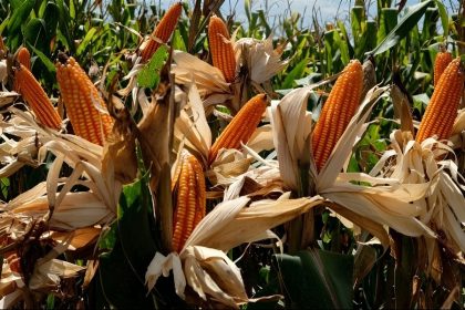 Jagung Dompu (Foto: GGL)
