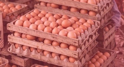 Harga Telur Anjlok (Foto: TA)