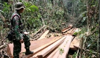 Ilegal Logging Tambora (Foto: TF)