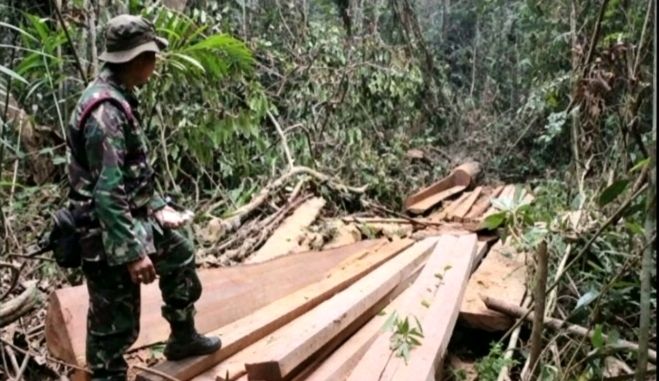 Ilegal Logging Tambora (Foto: TF)
