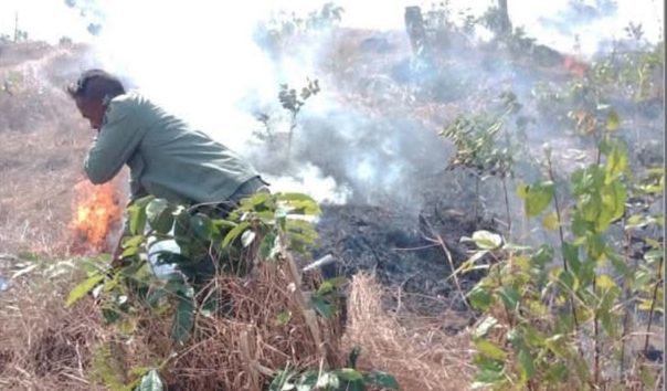Kebakaran Hutan Pajo (Foto: KP)