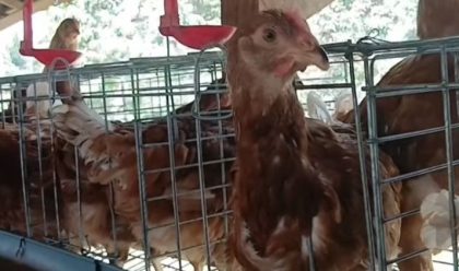 Ayam Petelur, Desa Kadindi (Foto: HR)
