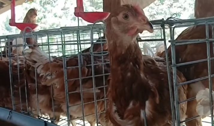 Ayam Petelur, Desa Kadindi (Foto: HR)