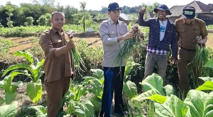 Tumpang Sari Bawang (Foto: LT)